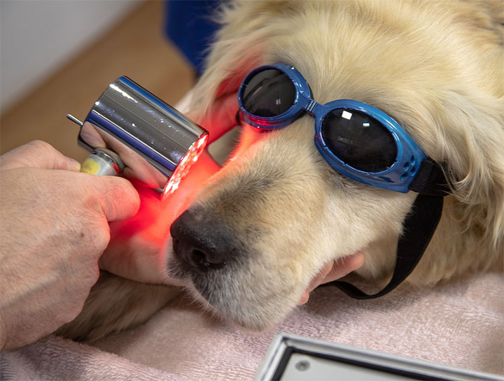 Pet Laser Therapy